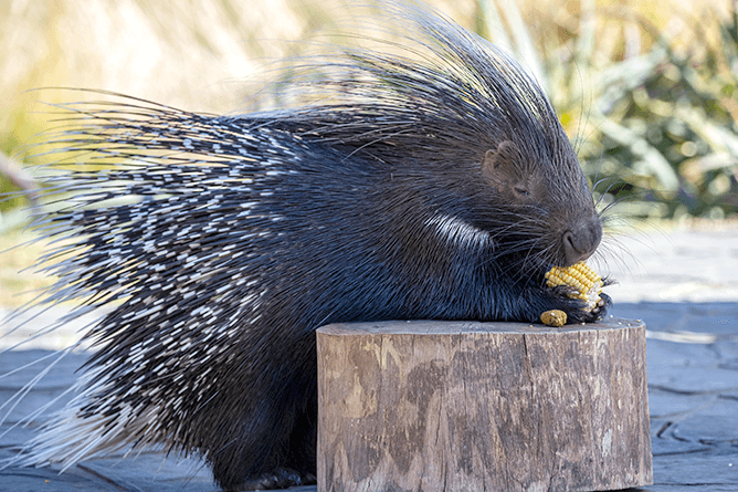 Porcupine eating