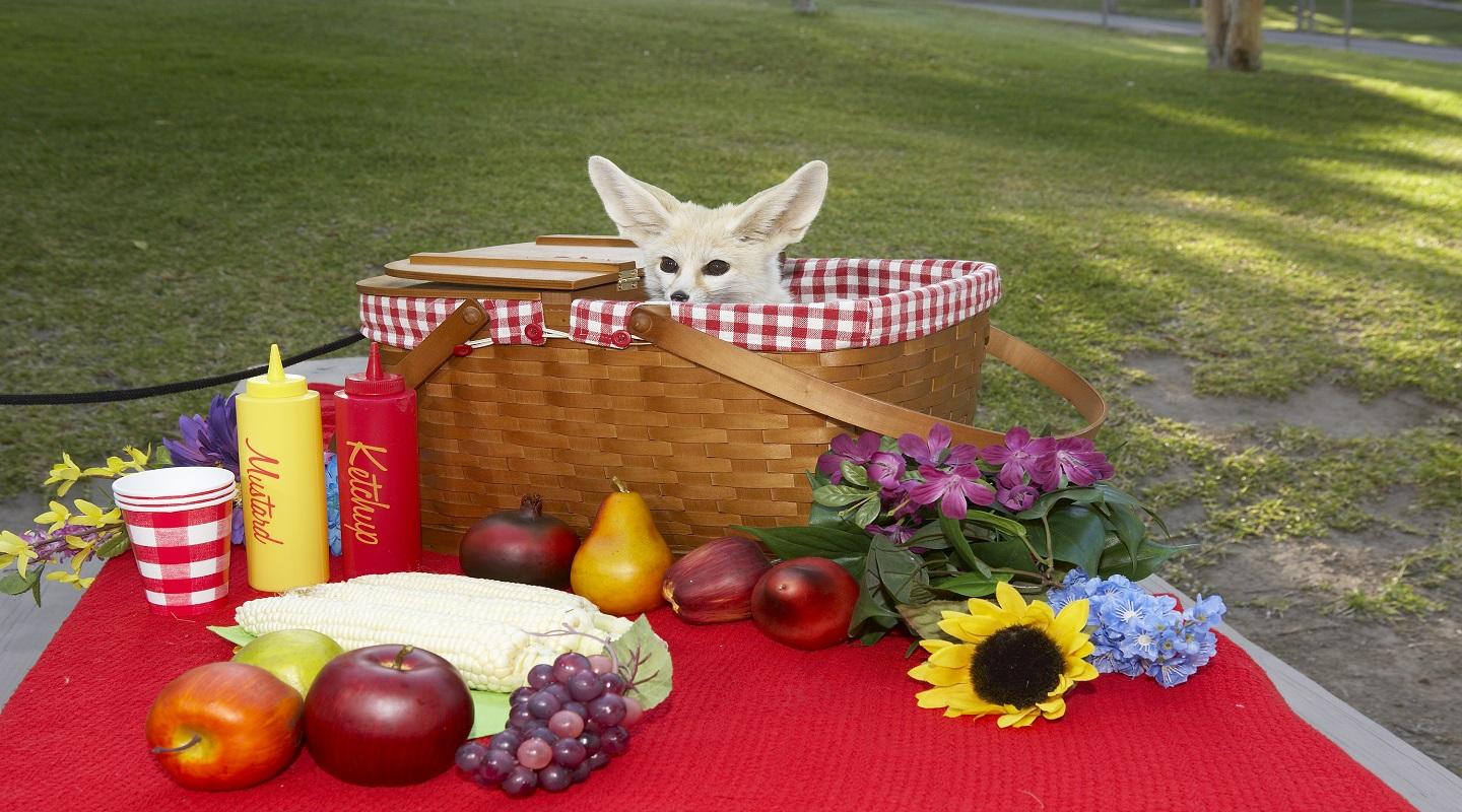 Picnic Basket with Fennec Fox peaking out.