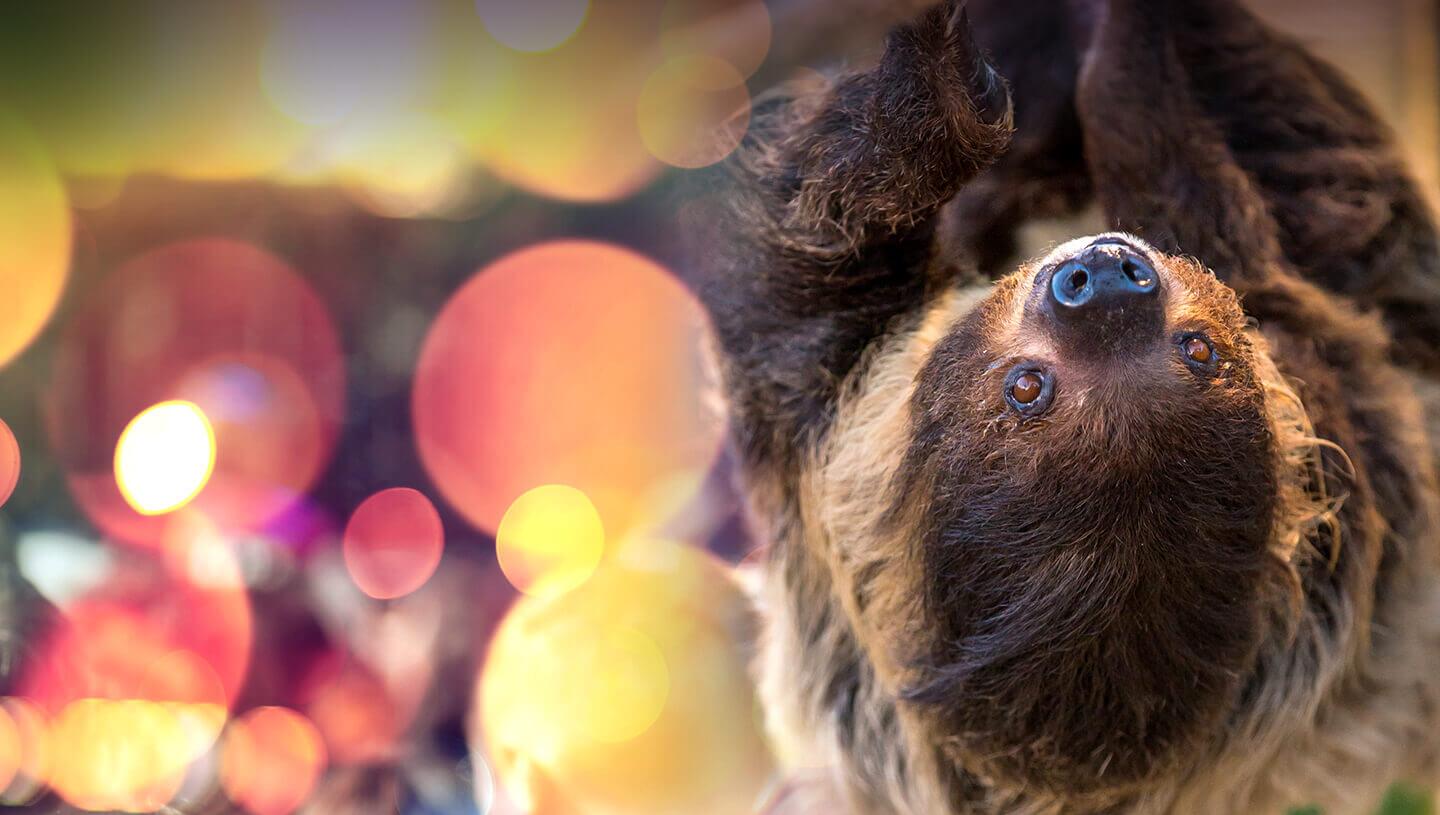 Closeup of a sloth with party decorations in background