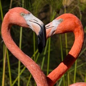 two flamingos necks & heads form a heart shape - PICTURE TO REMAIN