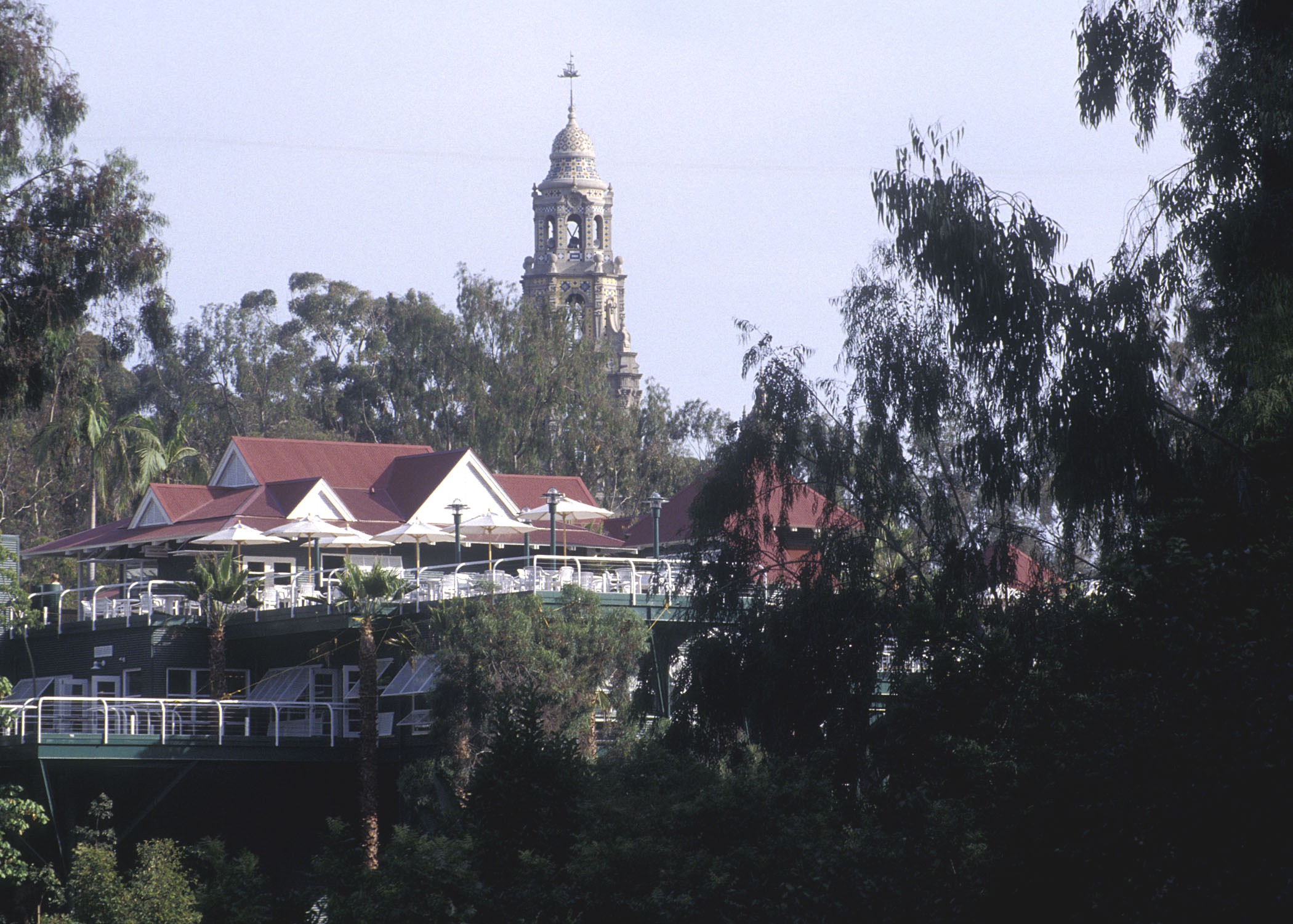 Treetops 