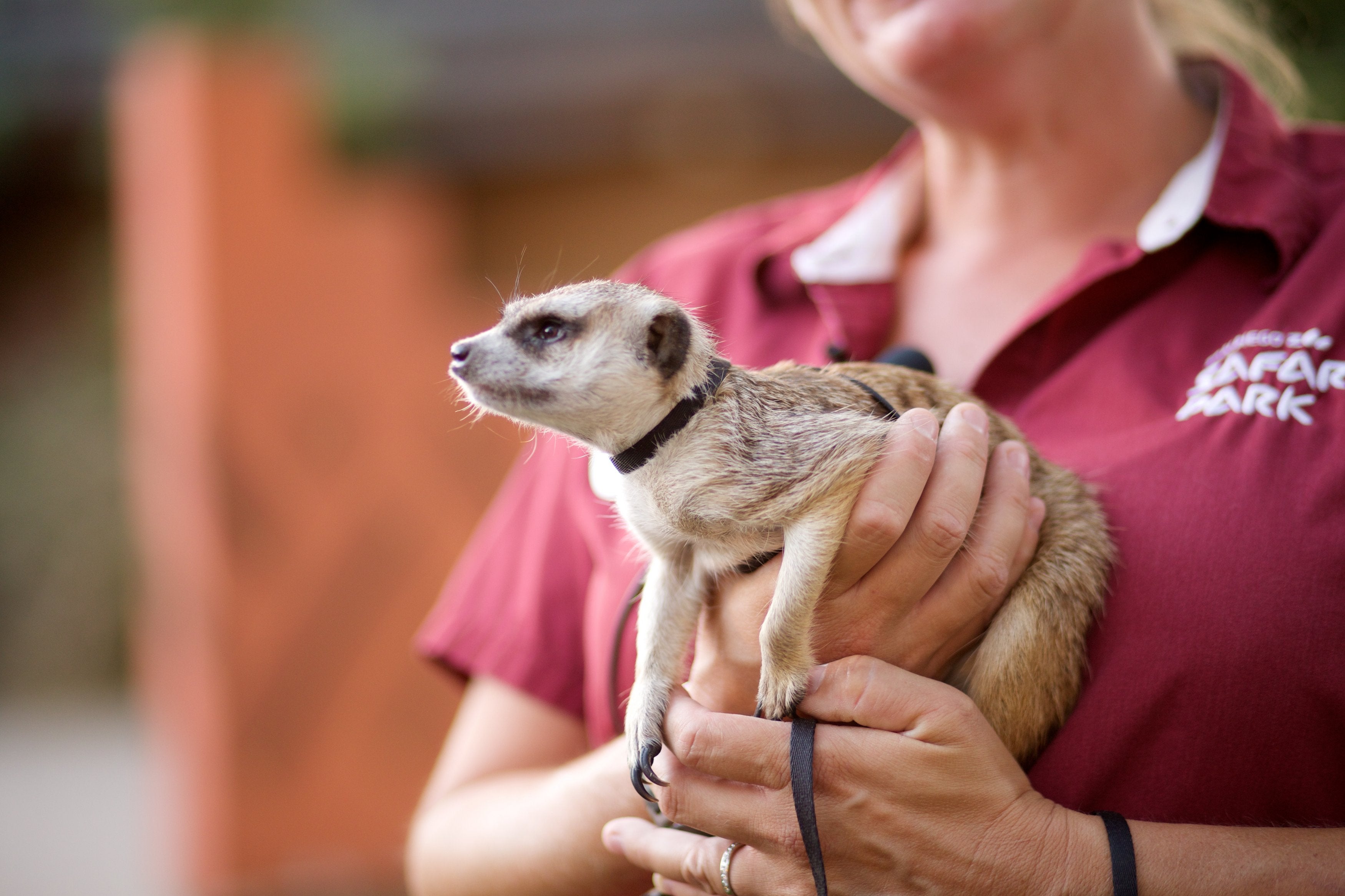 meerkat