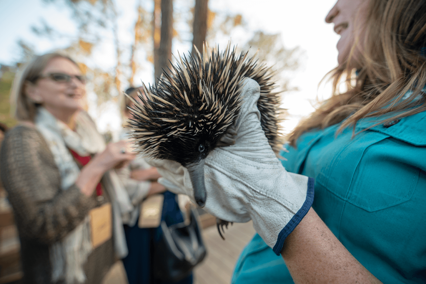 echidna