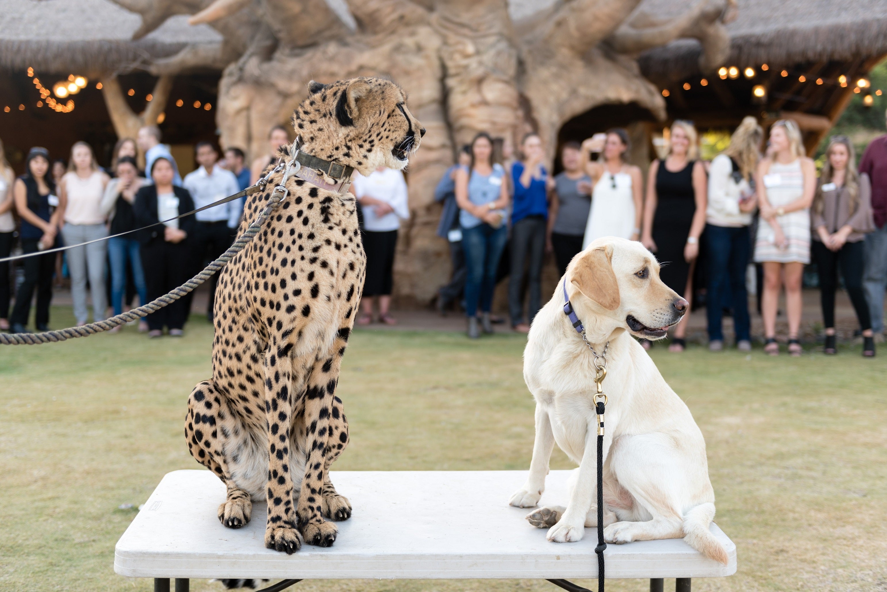 cheetah and dog