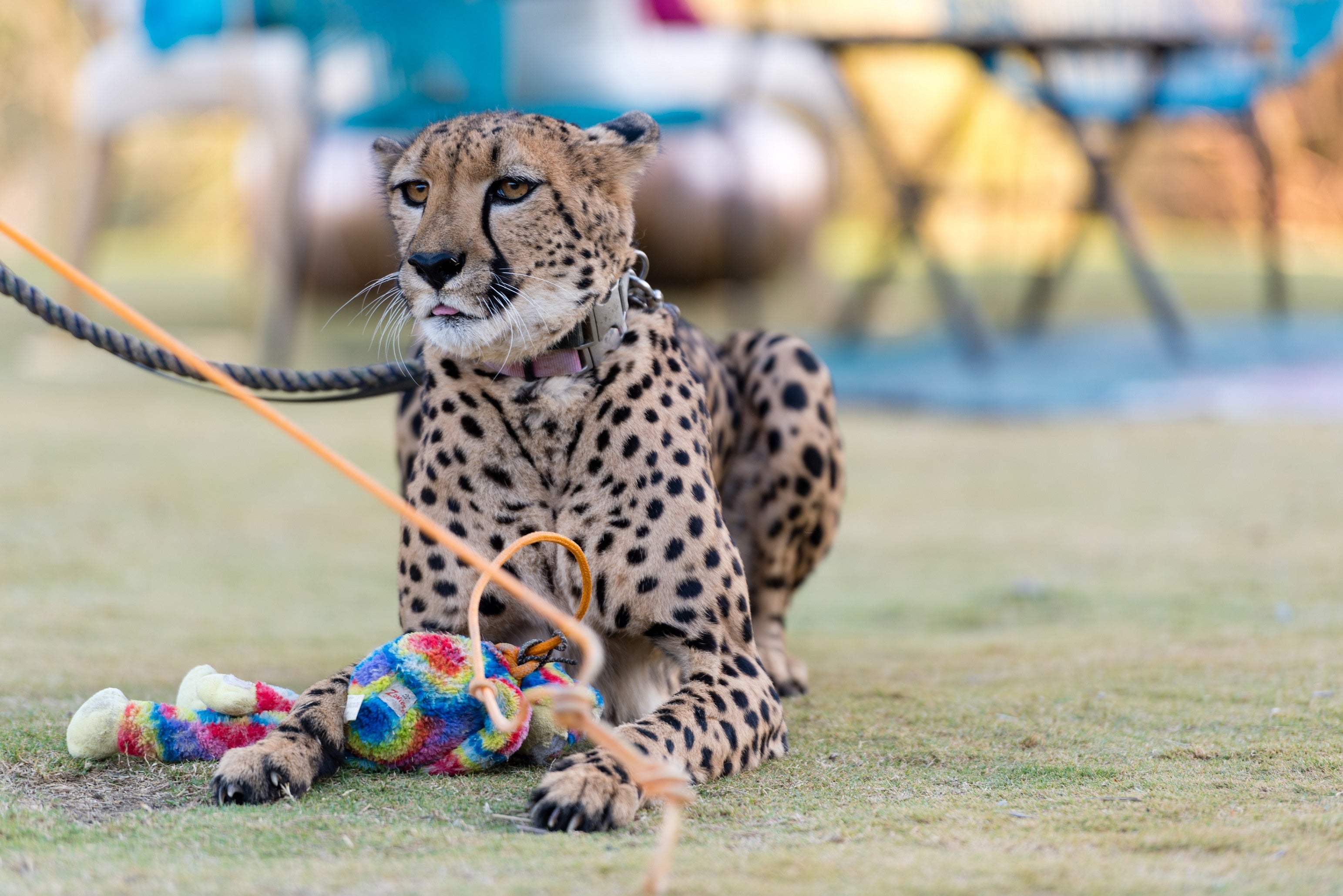 Cheetah