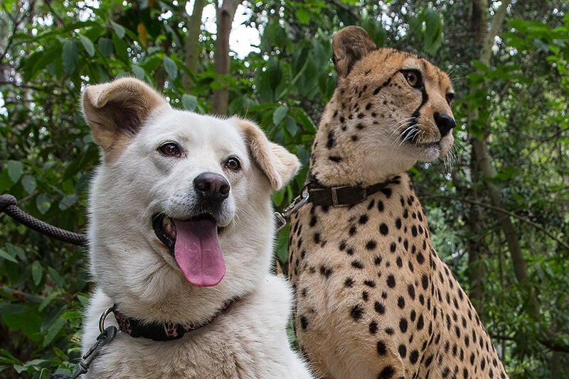 Cheetah with Companion dog