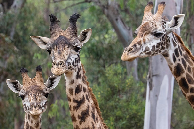 Masai giraffes at the San Diego Zoo