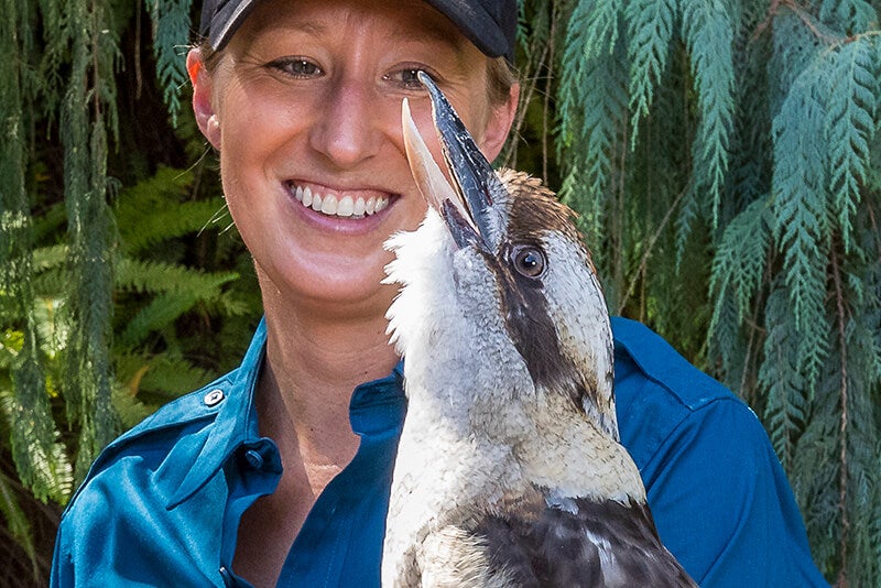 Laughing kookaburra