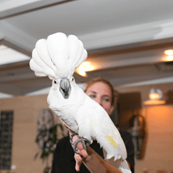 An animal encounter with a cockatoo.