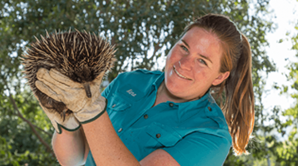 A wildife care specialist handling an ecidna