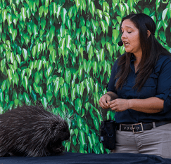 An animal encounter with a porcupine. 