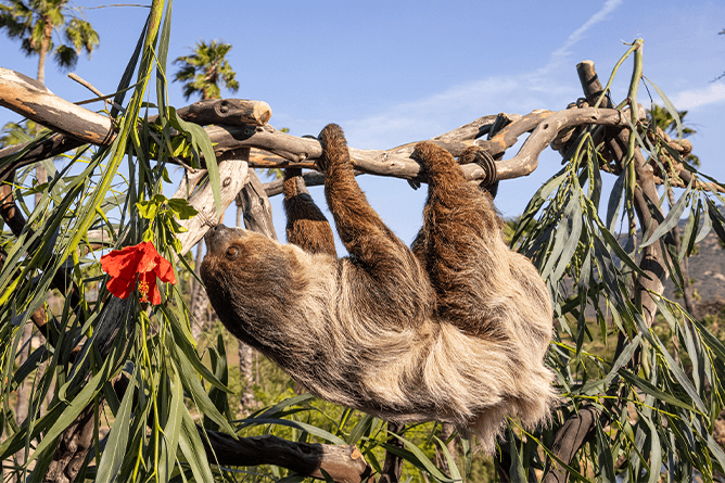 Sloth crawling along a rope. 