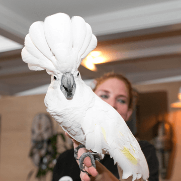 Wildlife care specialist holding a cockatoo. 
