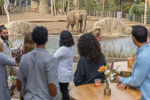 guests watching elephant at wildlife presentation