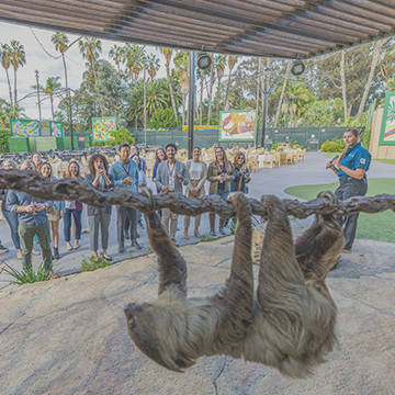 wildlife presentation with sloth