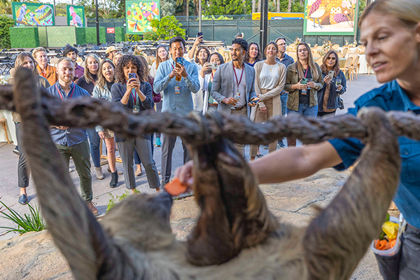 guests watching sloth at wildlife presentation