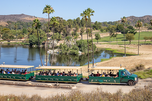 africa tram