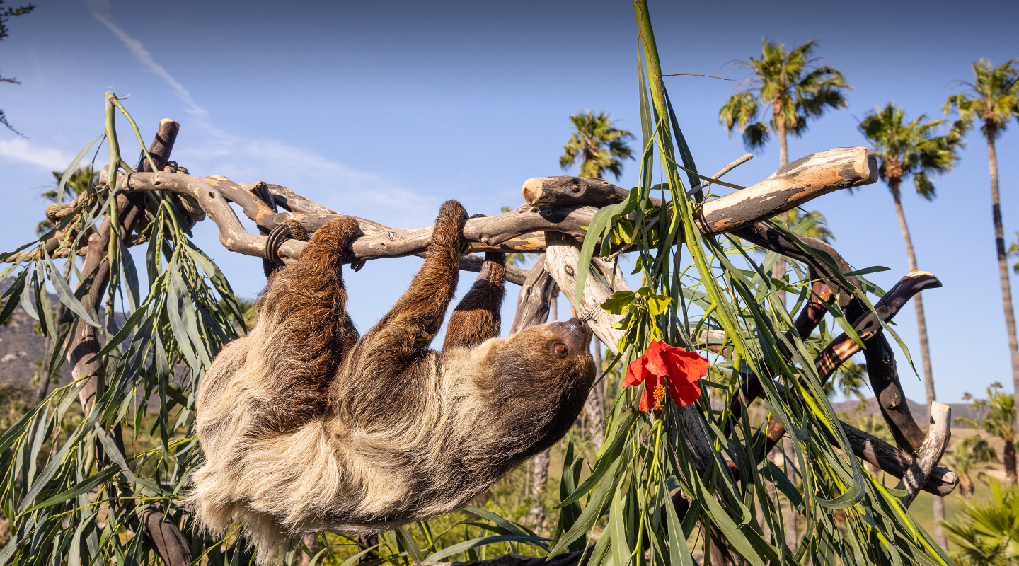 sloth walking across a branch