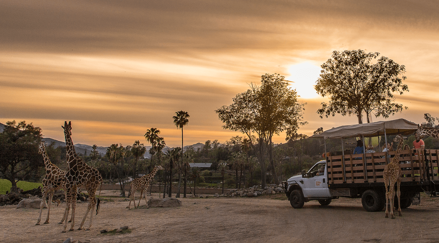 giraffes gather around a caravan truck near sunset