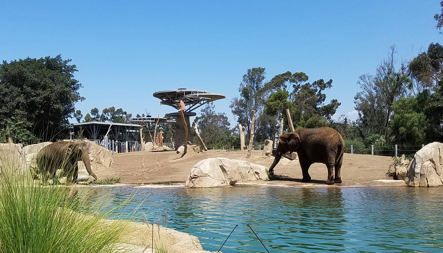 elephants in water